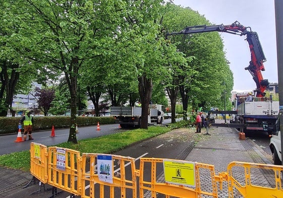Trabajos de apeo en los árboles situados en la Avenida de Tolosa número 76, frente al edificio CIC Nanogune.