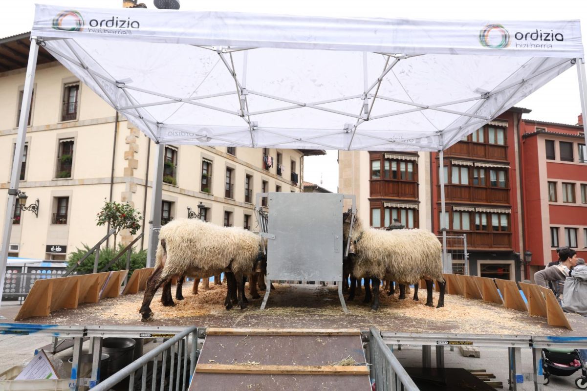 Multitudinario y festivo Artzain Eguna