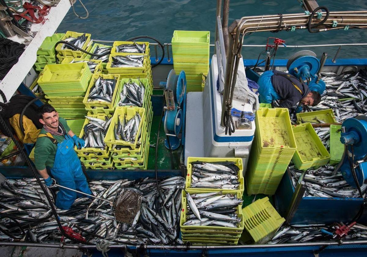 Los arrantzales podrán controlar por fin cuándo llega la anchoa al mercado