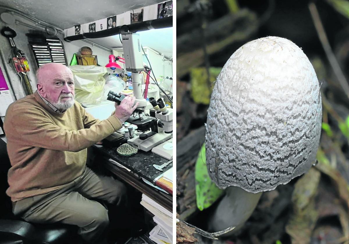 'Coprinopsis palaciosii', un hongo de apellido guipuzcoano