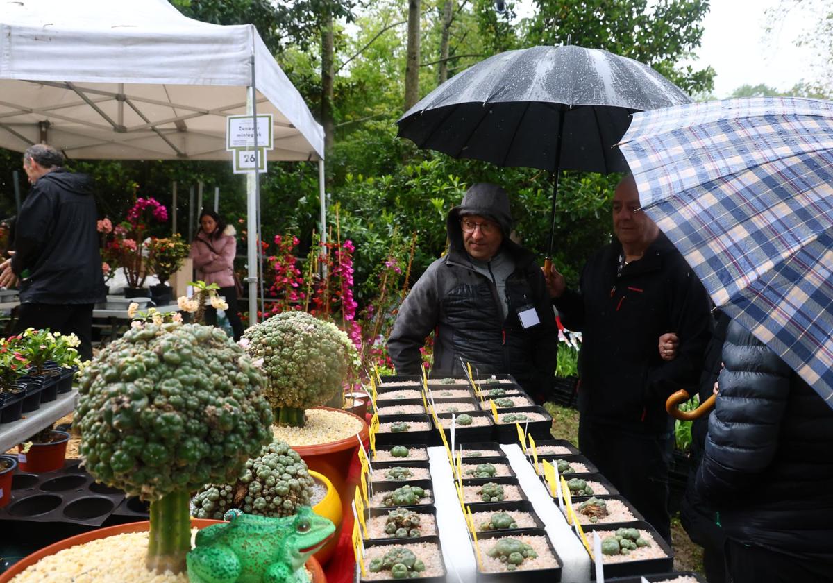 Las flores resaltan sobre los paraguas en la Feria de Plantas de Aia
