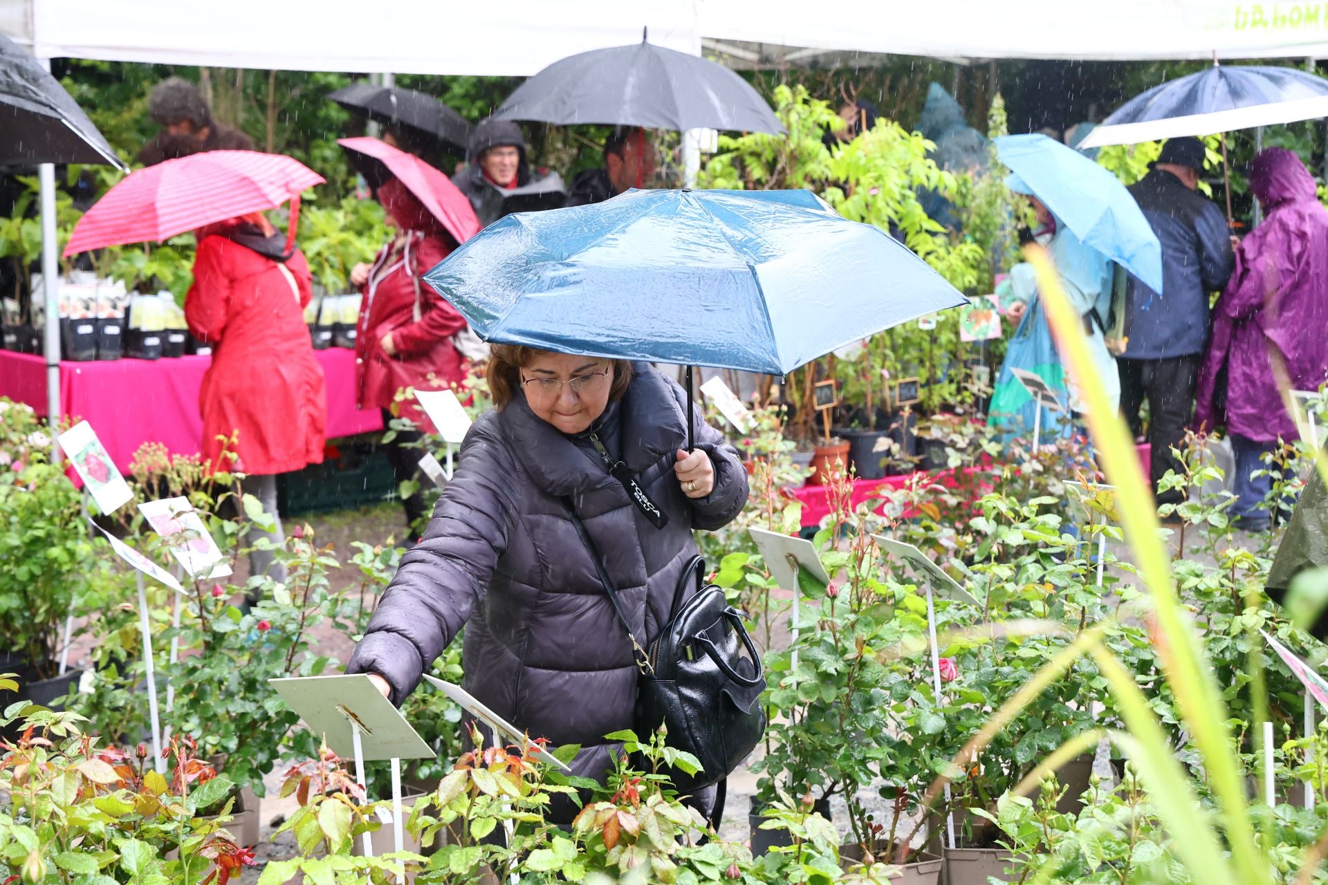 Las flores resaltan sobre los paraguas en la Feria de Plantas de Aia
