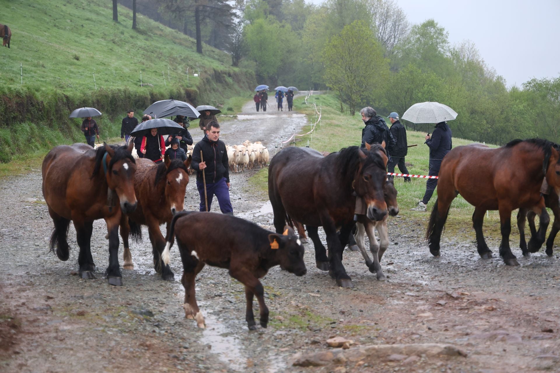 Ardiak, behorrak eta behiak libre dabiltza euripean