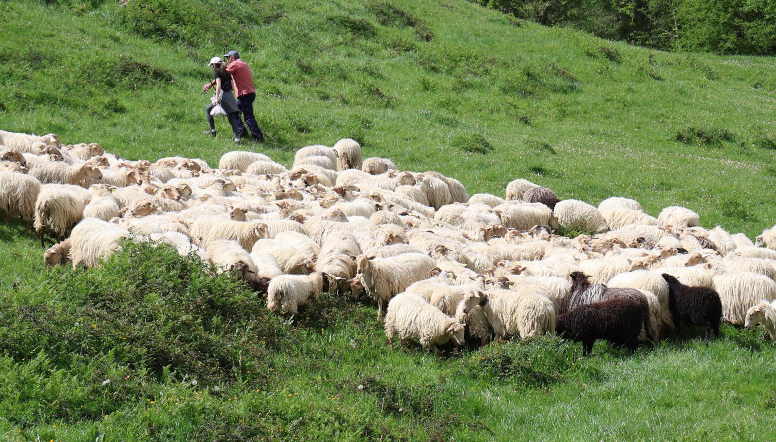 Apertura de los pastos de Aralar