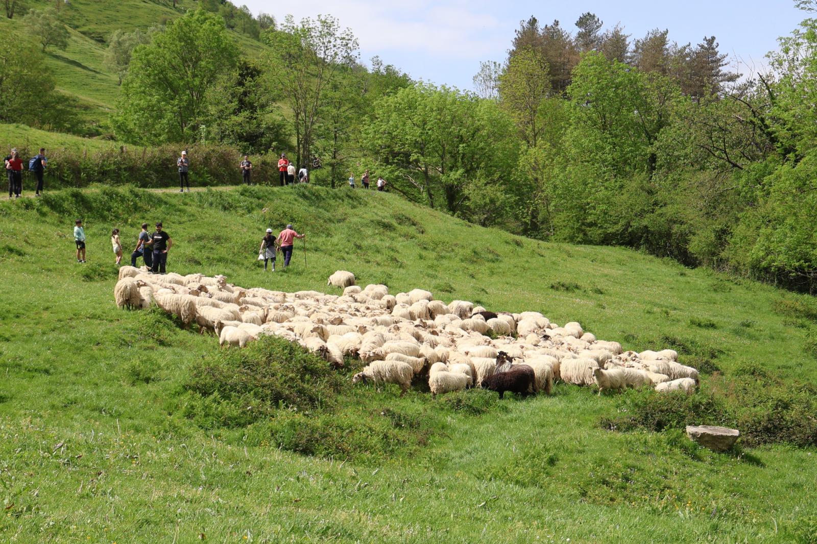 Apertura de los pastos de Aralar