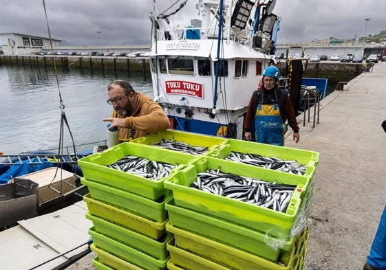 Descarga de anchoa en el Puerto de Hondarribia.
