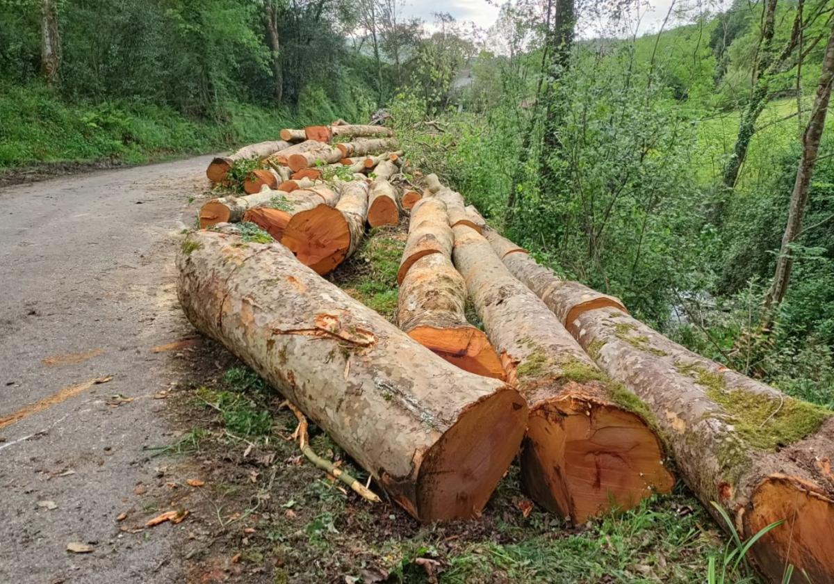 Una tala que acaba con un paisaje emblemático