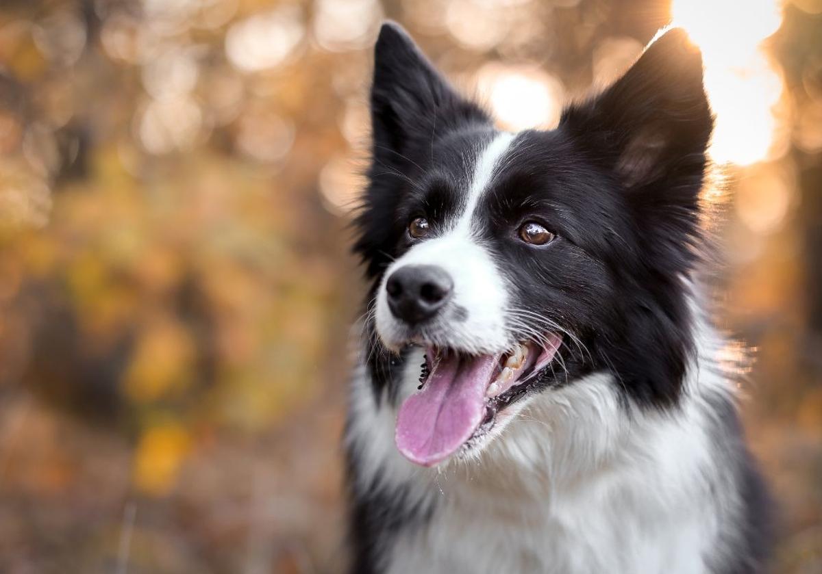 Descubre cuáles son las razas de perros más inteligentes, según la ciencia