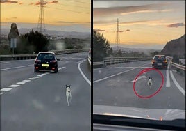 Crece la indignación tras la escena de un perro abandonado persiguiendo a sus dueños por una carretera