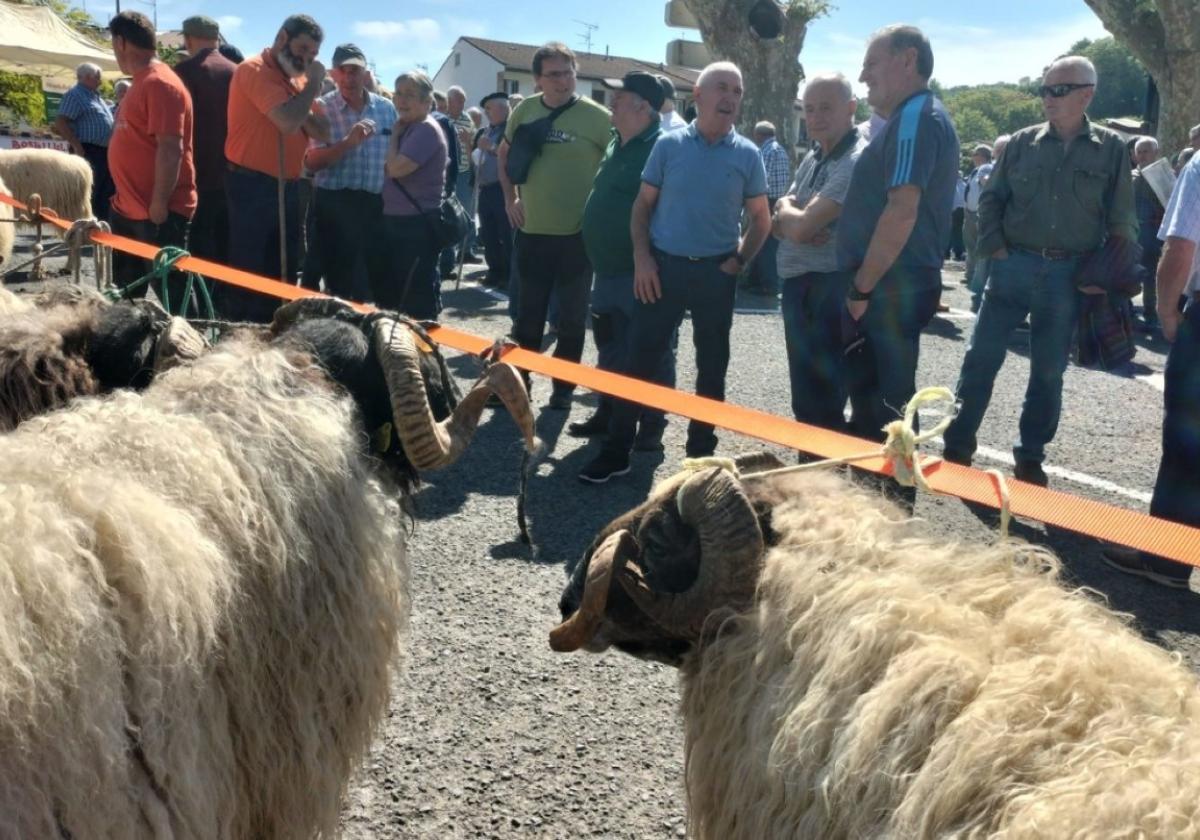 Doneztebe celebra su Feria de Primavera con el Concurso de Carneros