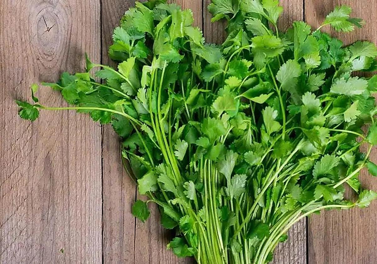 Descubrimos las diferencias entre el perejil y el cilantro.