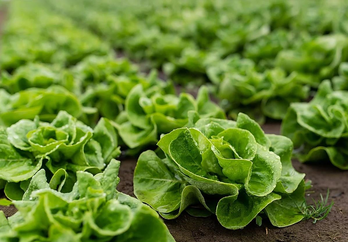 Reina de mayo, la sabrosa lechuga de temporada