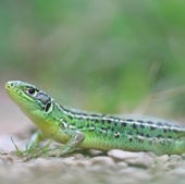 Lareoko urtegiaren inguruko narrastiak ezagutzeko txangoa