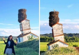 El enorme nido de cigüeñas que se ha convertido en una atracción turística: «Es la Torre de Pisa castellana»