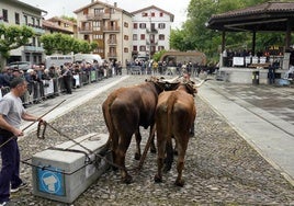 El arrastre de piedra con bueyes fue uno de los actos principales de las celebraciones de Astigarraga.