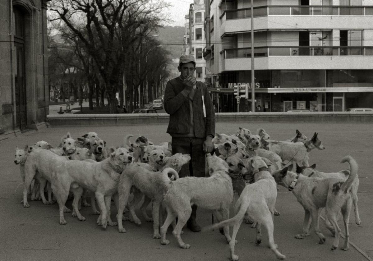 Insólita imagen de perros de caza en la terraza consistorial, con motivo de la feria.