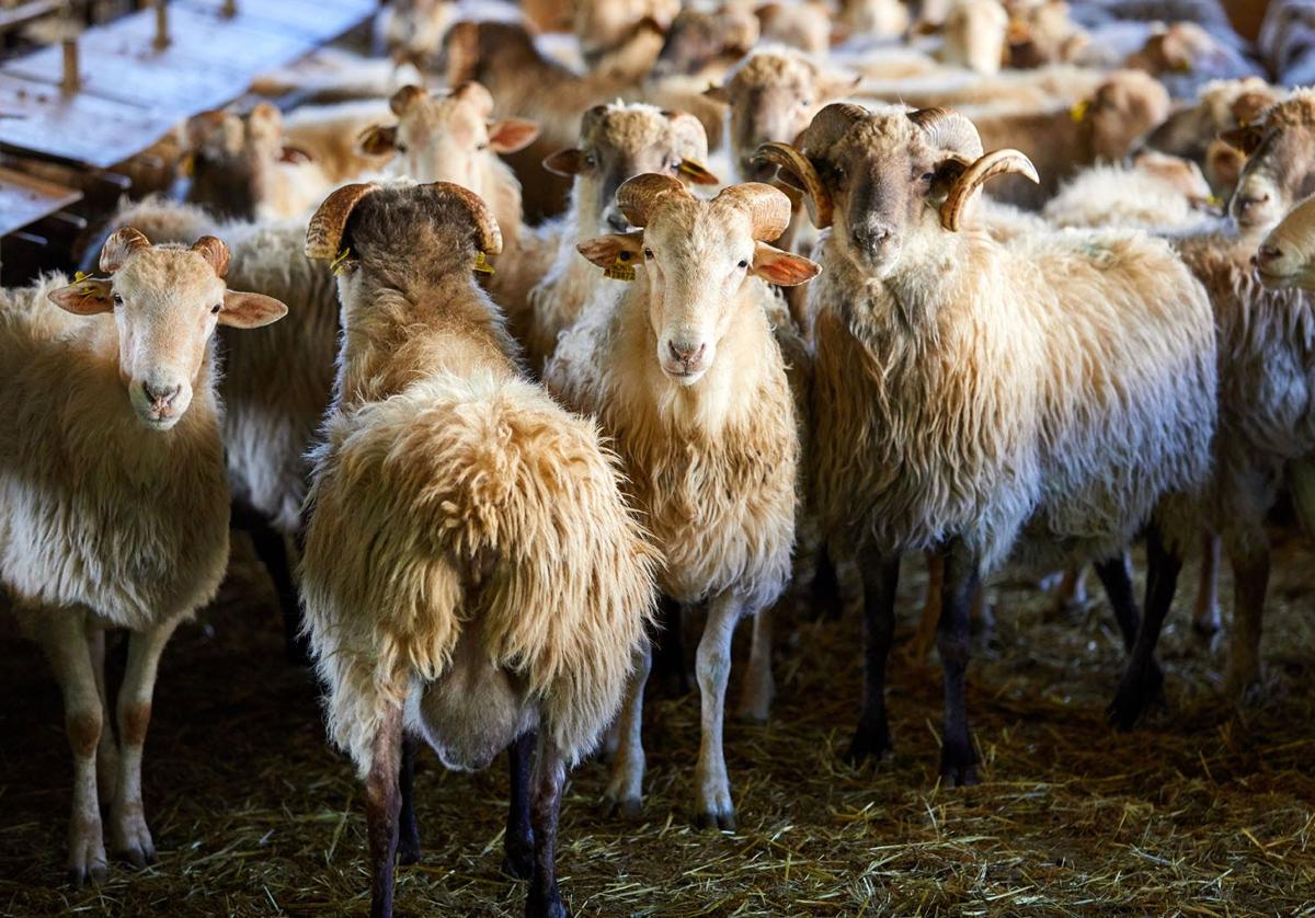 El método vasco para que las ovejas produzcan menos gases de efecto invernadero: «Ha superado las expectativas»