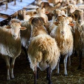El método vasco para que las ovejas produzcan menos gases de efecto invernadero: «Ha superado las expectativas»
