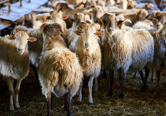 El método vasco para que las ovejas produzcan menos gases de efecto invernadero: «Ha superado las expectativas»