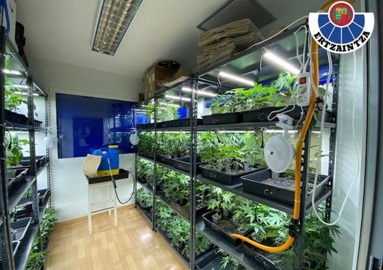 Una de las estanterías repletas de plantaciones indoor de marihuana de distintas variedades