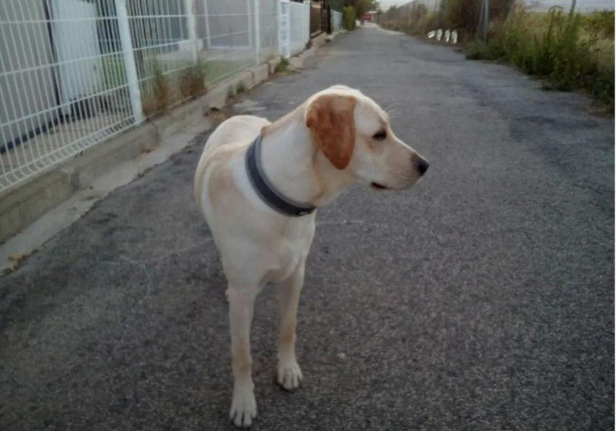 Perra protagonista de una agresión en un autolavadero canino de San Sebastián.