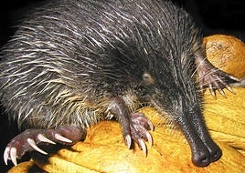 Un ejemplar de desmán ibérico.