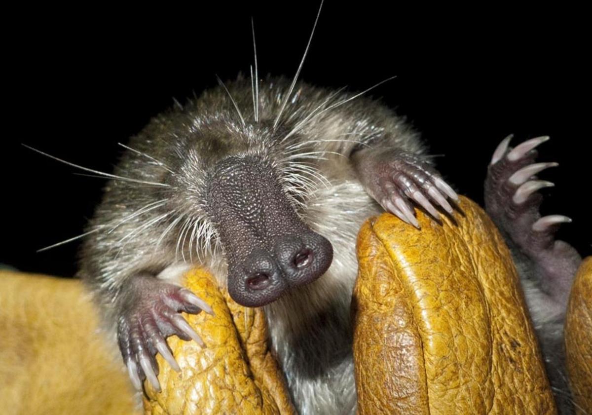 Imagen principal - Gipuzkoa, pionera en medidas de conservación del inconfundible y raro desmán ibérico
