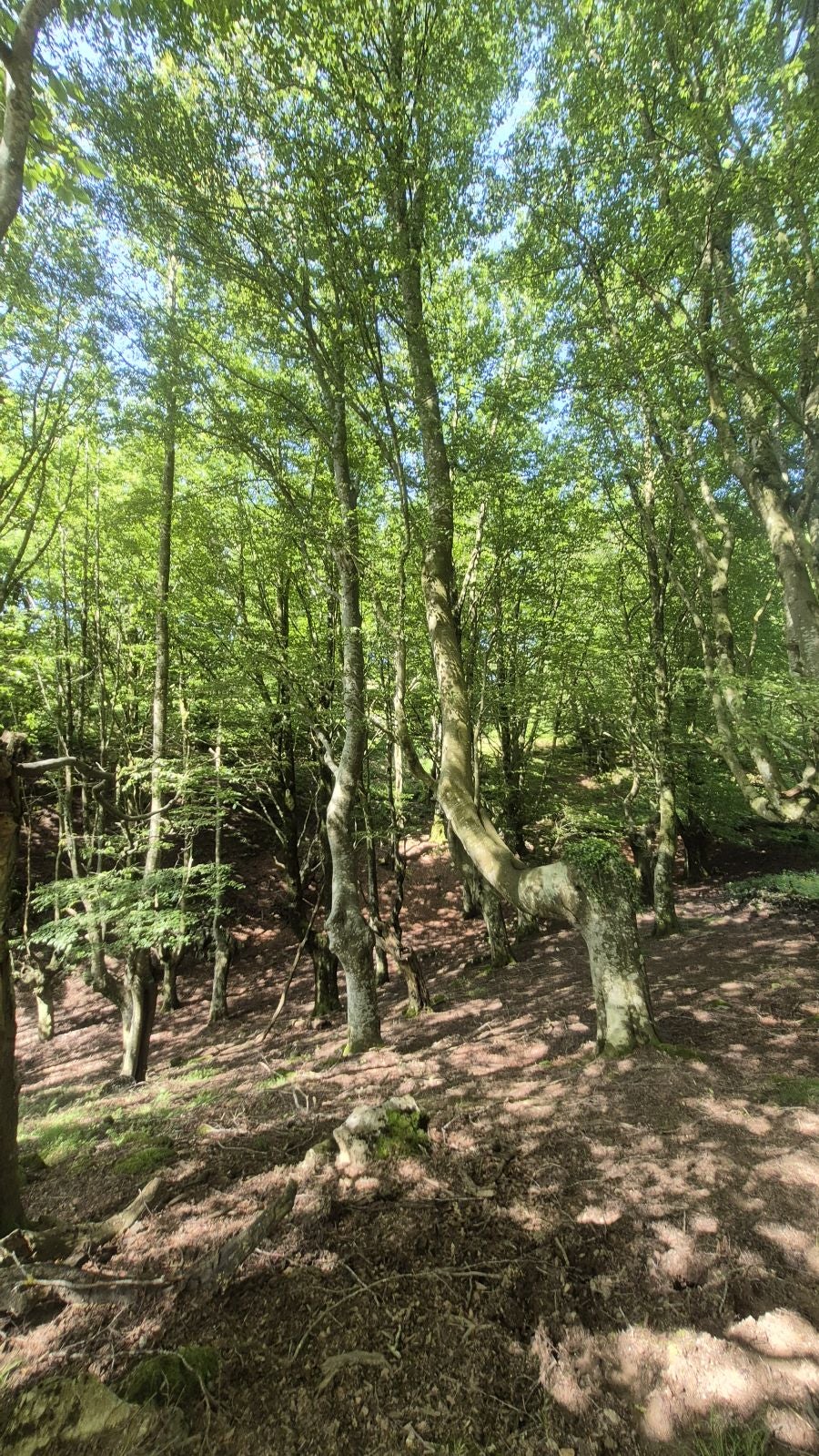 Ausa Gaztelu, el castillo de Aralar