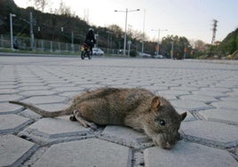 Altza, Intxaurrondo y Amara concentran el 43% de los tratamientos contra roedores en Donostia