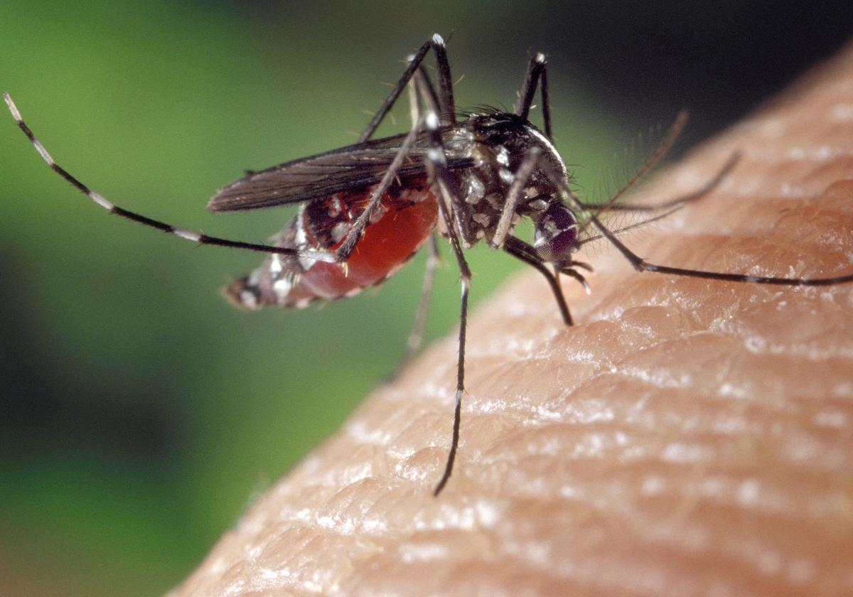 Un mosquito tigre pica a una persona.
