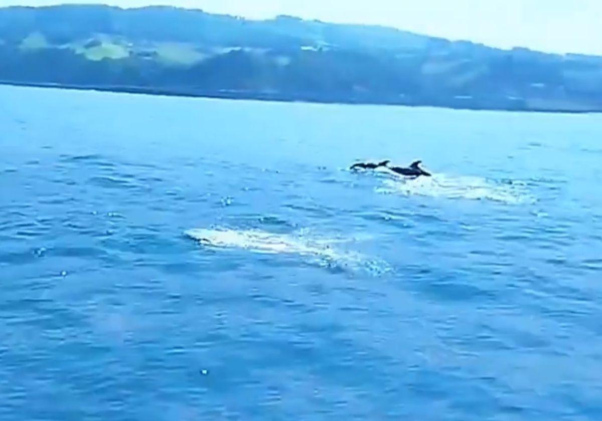 Imagen extraída del vídeo publicado por la Guardia Civil guipuzcoana