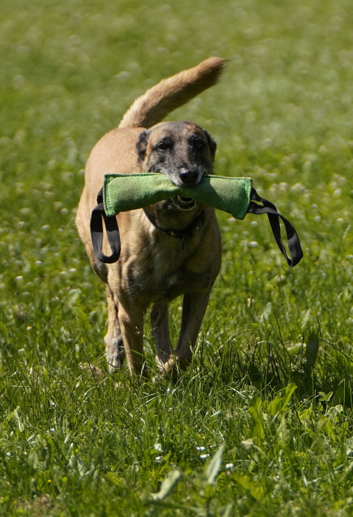 Visita a la unidad canina de la Ertzaintza