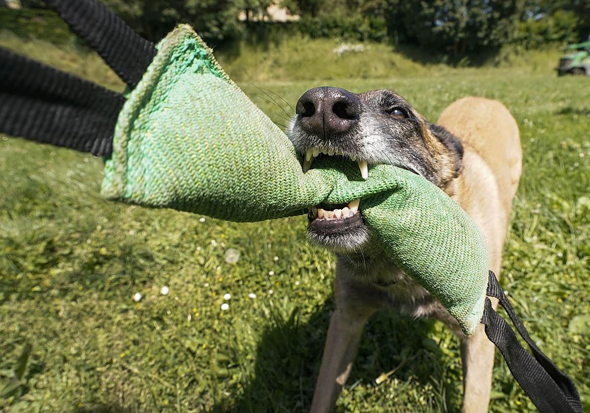 Visita a la unidad canina de la Ertzaintza