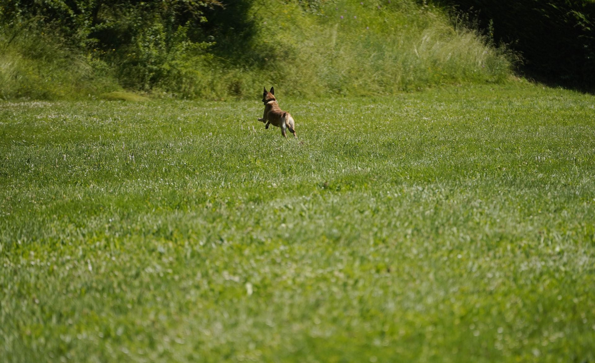Visita a la unidad canina de la Ertzaintza