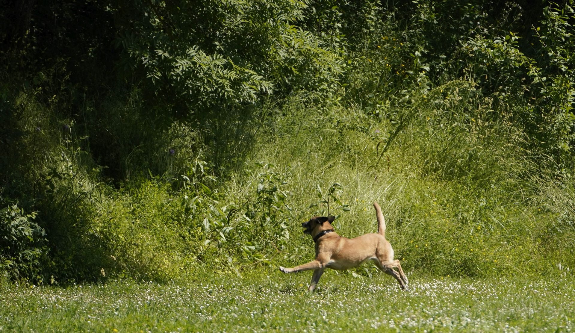 Visita a la unidad canina de la Ertzaintza