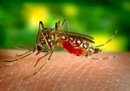 Los mosquitos tienen sus colores favoritos: así puedes evitarlos para que no te piquen