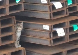 La gata que cuidan a diario Mónica y Ana parece querer esconderse entre unos perfiles de acero depositados en suelo portuario de La Herrera.