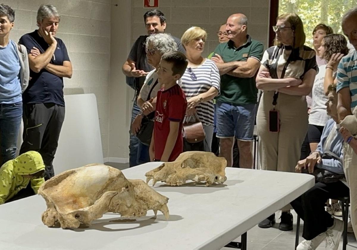 Oso cavernario encontrado en Urdazubi.