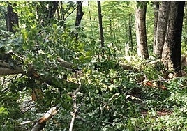 Lugar en el que murió el trabajador forestal el pasado lunes en Alsasua.