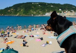 Los perros tienen prohibido el acceso a los arenales durante la temporada, que se extiende del 1 de junio al 31 de septiembre.