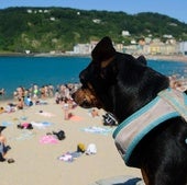 Los perros tienen prohibido el acceso a los arenales durante la temporada, que se extiende del 1 de junio al 31 de septiembre