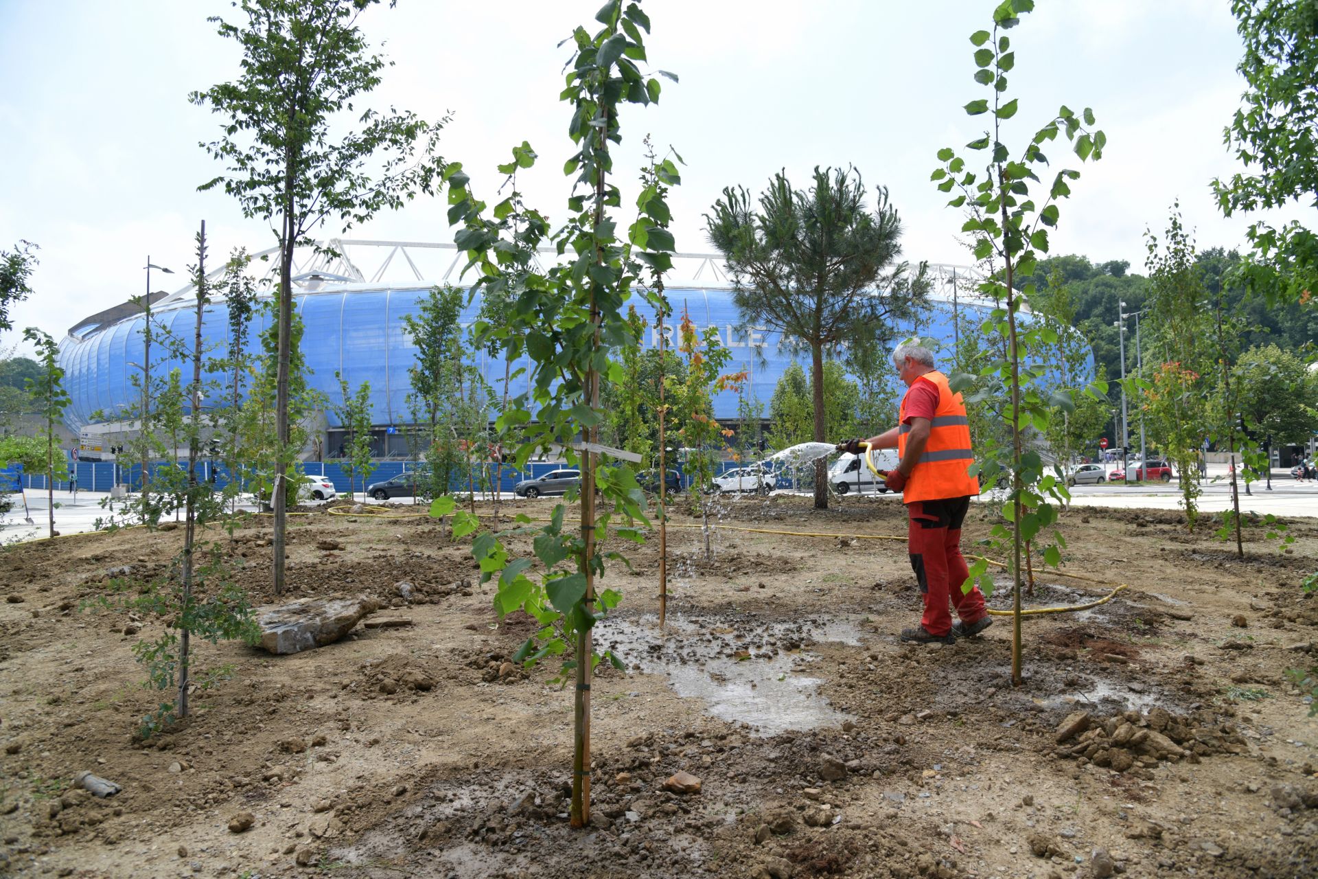 El parterre central tendrá una gran variedad de árboles de diferentes especies para generar una gran superficie de sombra.