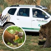 Descubierto el animal que sabotea los coches en Cabárceno