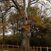 Roble de Eltzaburu que no mato un rayo.
