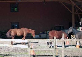 Pottokak gertutik ikusteko aukera izango da igandean Arantzazun