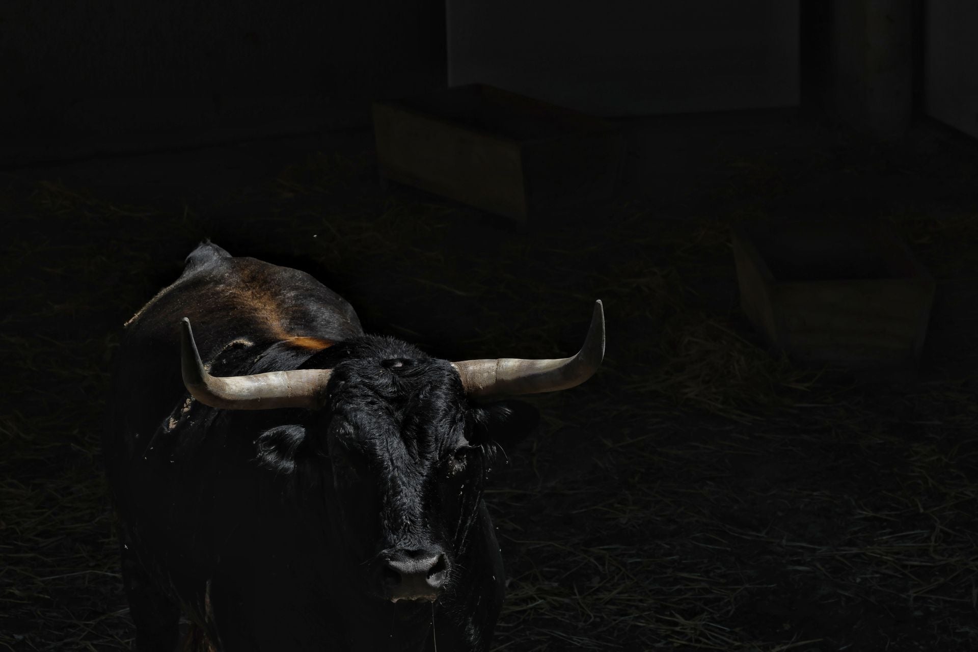 Los toros de algunas de las ganaderías que participaran en los encierros y en la Feria del Toro de estos Sanfermines 2025