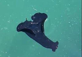 Una liebre de mar en la bahía de La Concha