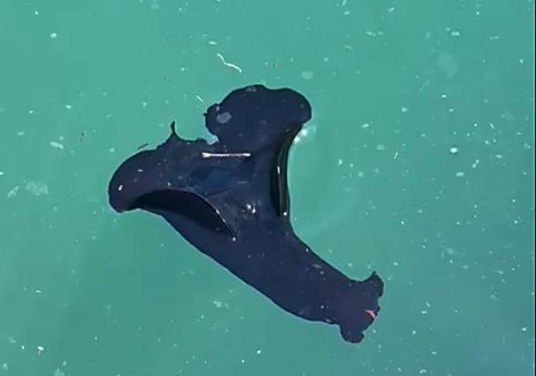 Liebre de mar avistada ayer en la bahía de La Concha