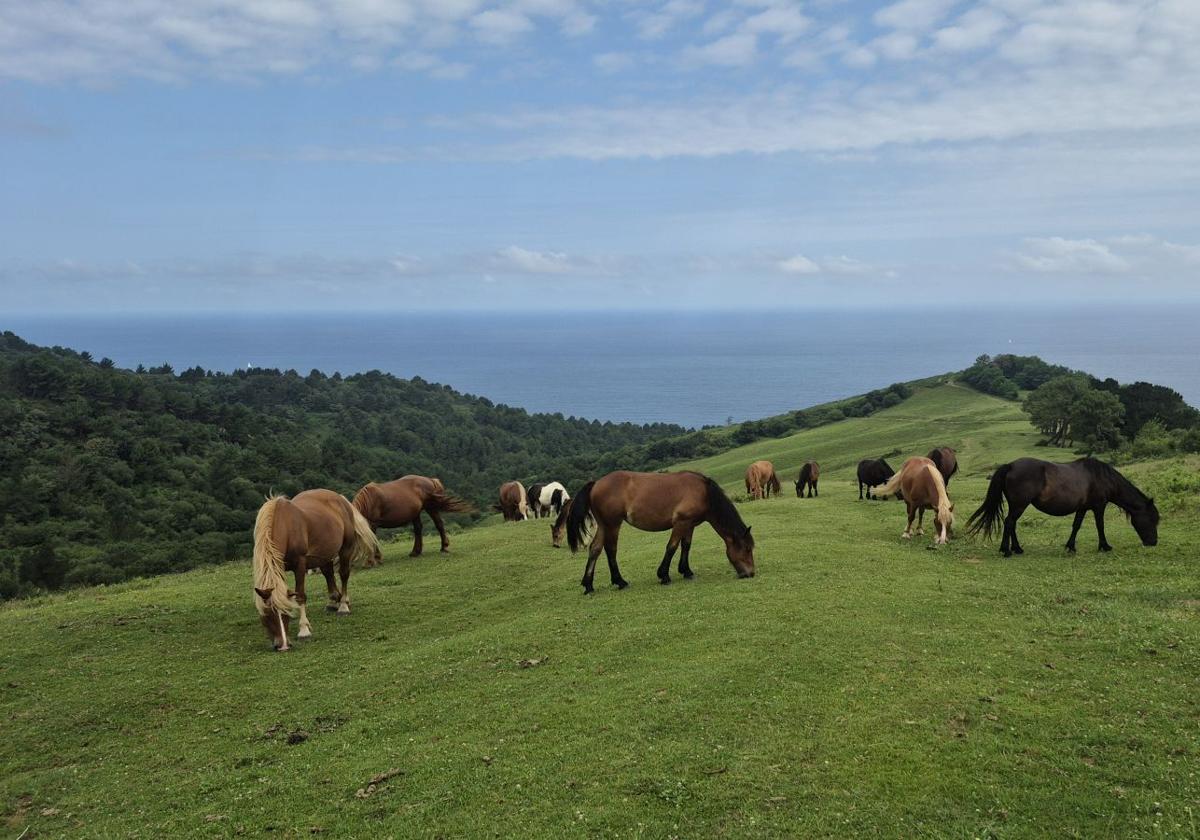 Un grupo de yeguas pasta plácidamente en una de las campas junto a la línea de costa de Jaizkibel.