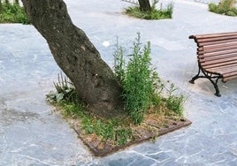 Denuncia Miguel P.: «En el paseo de Zurriola, junto a la entrada del aparcamiento del centro de congresos Kursaal, hay un tamarindo en el que el hierro protector del alcorque está peligrosamente salido del suelo y provoca tropiezos a los paseantes que pueden llegar a ser peligrosos. Se requiere una reparación urgente».